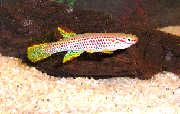 Aphyosemion marginatum